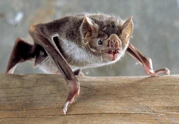 Fotografia wampira zwyczajnego (Desmodus rotundus).